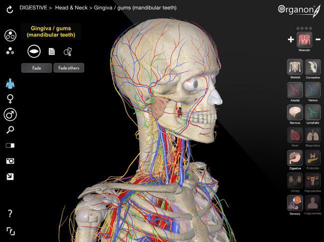 3d-organ-anatomy-portable.jpg